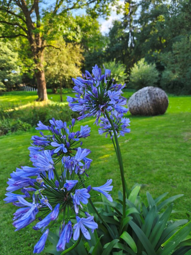 blaue konblume vor grüner wiese.